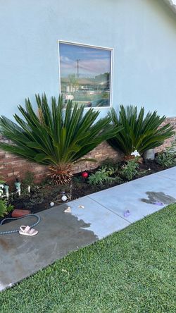 Sago palms