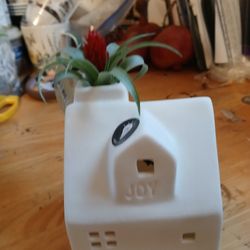 Ceramic House With A Real Plant. New