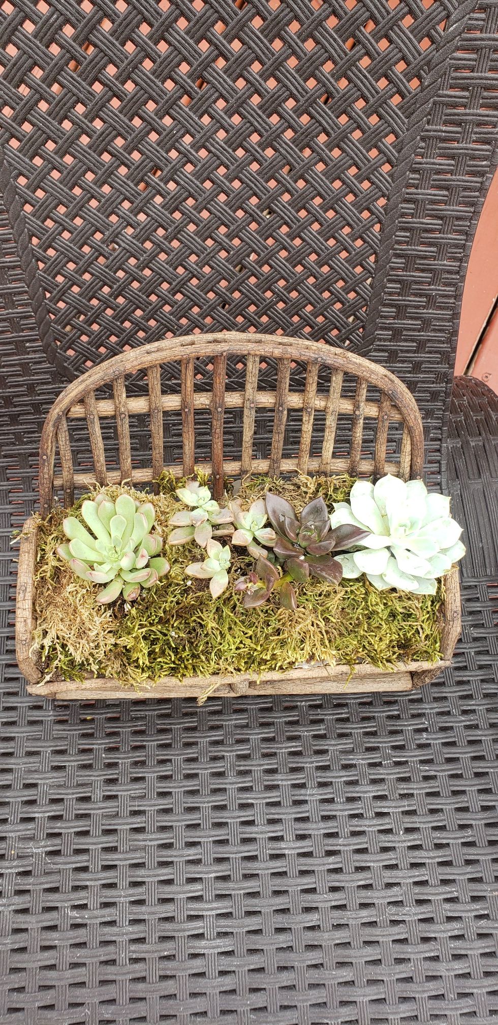 Succulents Chair design