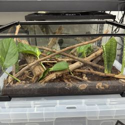 Bioactive Reptile Tank 