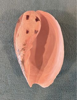 Large Indian Volute Seashell (Melo Melo) — Approx 240mm — Great Specimen or Decor Shell