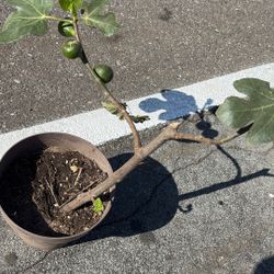 Planta De Higo Morado