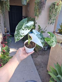 Alocasia FRYDEK Variegated Plant $28