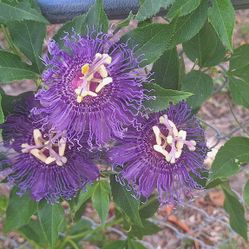 Purple Passionflower Vine