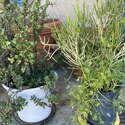 Lots of beautiful plants/ succulents