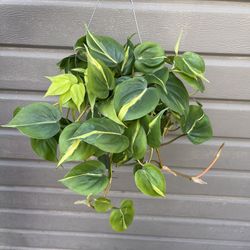 6” brazilian philodendron