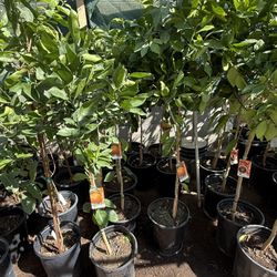 Mandarín Daisy 4 1/2 From the ground up The Tall $55 Each Price Firm 