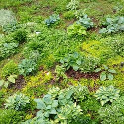 hostas specially extra x large