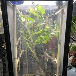 Chameleon Enclosure