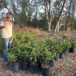 I have 100 Sweet Viburnum 3 gallon