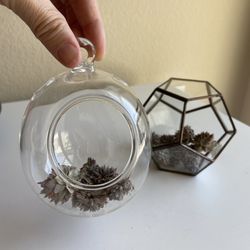 2 Glass Terrariums