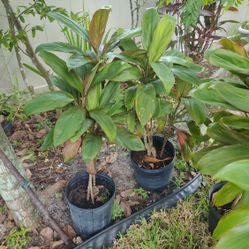 Ti cordyline Hawaiian Plants