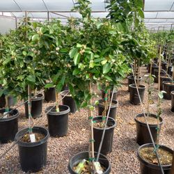 15 G Valencia Orange 