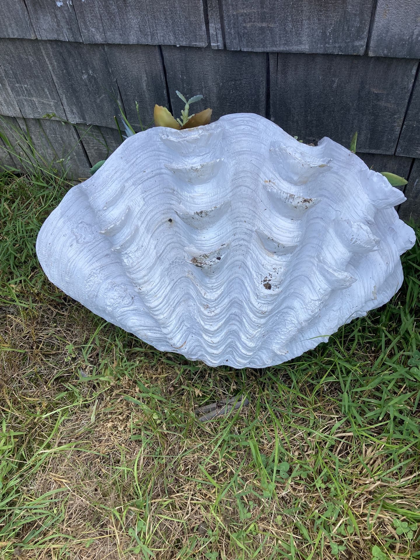 GIANT PLASTER CLAM SHELL