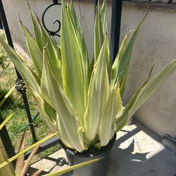 Plants 🪴 Plz Read Description 