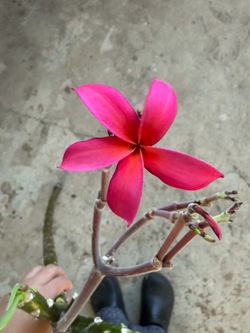 Cutting plumeria