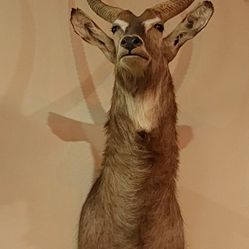 Water Buck Shoulder Mount 