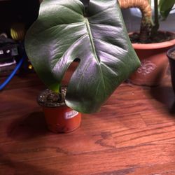 Rooted Monstera Cuttings 