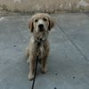 Luis