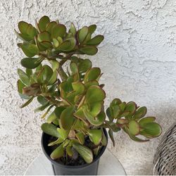 1 Gallon Pot Succulent Plant - Crassula Ovata  -  Jade Money Tree Plant - Rooted & Established - Drought Resistant 🪴 