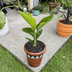 Beautiful Bird Of Paradise In Striking Ceramic Planter 