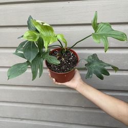 6” Philodendron Pedatum