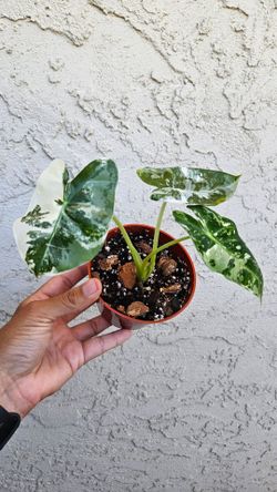 4" Alocasia 'Variegated Frydek'
