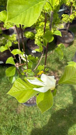 Magnolia Yellow Flaguey