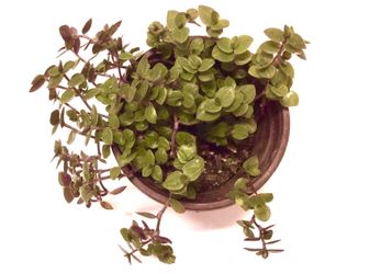 Succulent  Live Plant 