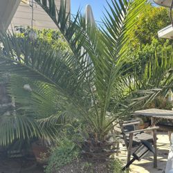 Palm Tree Growing In A Barrel 