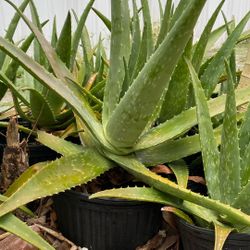 Aloe Verá/sábila