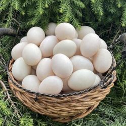 Farm Fresh Free Range Duck Eggs