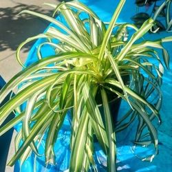 Spider Plant 