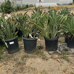 Birds Of Paradise Plants