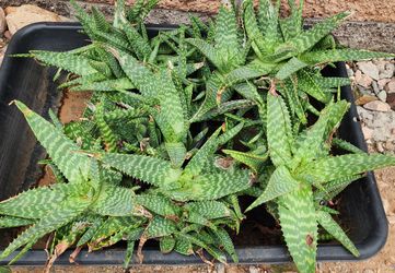 Aloe Vera Plants - see description