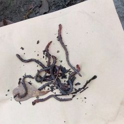 Live Composting Worms