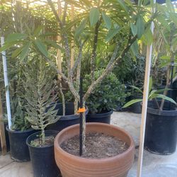 Plant For Sale