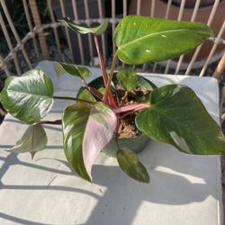 Pink Princess Plants