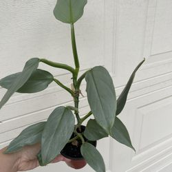 Beautiful Philodendron Silver Sword Plant 