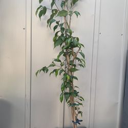 Ficus Tree Plant