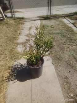 FS pencil tree succulent plant