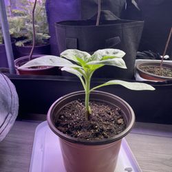 Sunflower Seedlings 