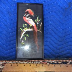 Vintage Feathered Bird In Old Frame 