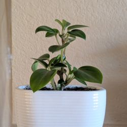 Healthy Beautiful Indoor Plant(Peperomia)