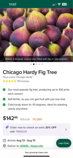 Fig tree plant, about 75” tall