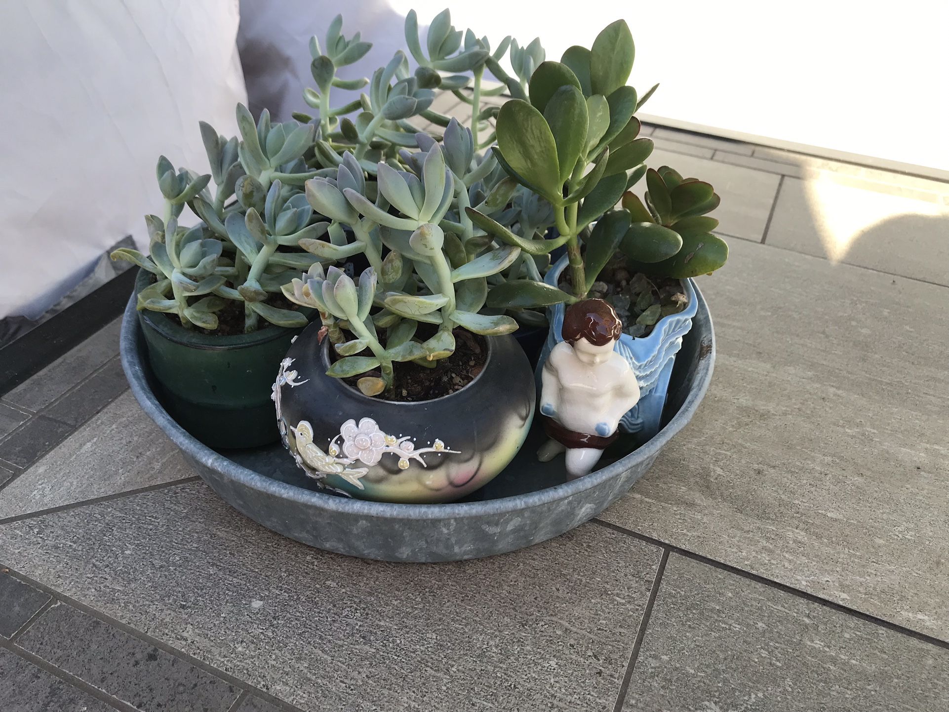 A tray of ghost plant succulents in 6 cute mini ceramic pots 