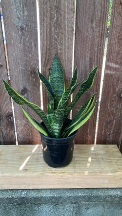 1-Gallon Snake Plant.