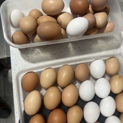 Fresh Eggs  