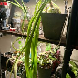 Albuca Bracteata Pregnant Onion Unique Strap Plant Houseplant