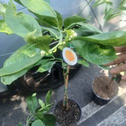 Grafted orange trees 😃🌿🌿🍊🍊🍊